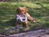 Nova Scotia Duck Tolling Retriever Foto: Copper and Brass's Bellarossa (Skye). WWW.DUCK-TOLLER.COM - WWW.THE-DREAMWORKER.COM (ID 7511) Nova Scotia Duck Tolling Retriever Hund