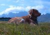 Nova Scotia Duck Tolling Retriever Hund