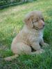 Nova Scotia Duck Tolling Retriever Hund