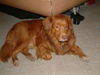 Nova Scotia Duck Tolling Retriever Hund