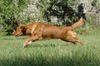 Nova Scotia Duck Tolling Retriever Hund