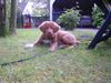 Nova Scotia Duck Tolling Retriever Hund