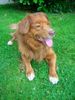 Nova Scotia Duck Tolling Retriever Hund