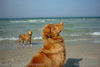 Nova Scotia Duck Tolling Retriever Hund