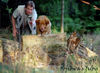 Nova Scotia Duck Tolling Retriever Hund