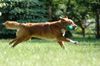 Nova Scotia Duck Tolling Retriever Hund