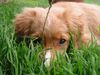 Nova Scotia Duck Tolling Retriever Foto: Monty mit 15 Wochen (ID 4690) Nova Scotia Duck Tolling Retriever Hund