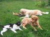 Nova Scotia Duck Tolling Retriever Foto: Monty mit 15 Wochen (ID 4692) Nova Scotia Duck Tolling Retriever Hund