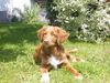 Nova Scotia Duck Tolling Retriever Hund