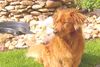 Nova Scotia Duck Tolling Retriever Hund