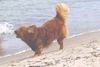 Nova Scotia Duck Tolling Retriever Hund