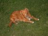 Nova Scotia Duck Tolling Retriever Foto: Balou (ID 11226) Nova Scotia Duck Tolling Retriever Hund