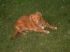 Nova Scotia Duck Tolling Retriever Hund