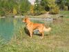 Nova Scotia Duck Tolling Retriever Hund