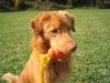 Nova Scotia Duck Tolling Retriever Hund