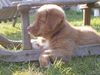 Nova Scotia Duck Tolling Retriever Hund