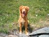 Nova Scotia Duck Tolling Retriever Hund