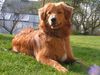 Nova Scotia Duck Tolling Retriever Hund