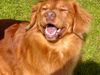 Nova Scotia Duck Tolling Retriever Hund