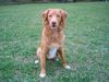 Nova Scotia Duck Tolling Retriever Hund