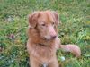 Nova Scotia Duck Tolling Retriever Hund