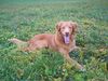 Nova Scotia Duck Tolling Retriever Hund