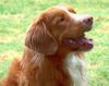 Nova Scotia Duck Tolling Retriever Hund