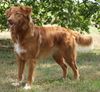 Nova Scotia Duck Tolling Retriever Hund