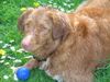 Nova Scotia Duck Tolling Retriever Hund