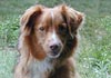 Nova Scotia Duck Tolling Retriever Foto (ID 69) Nova Scotia Duck Tolling Retriever Hund