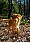 Nova Scotia Duck Tolling Retriever Hund