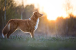 Nova Scotia Duck Tolling Retriever Hund