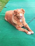 Nova Scotia Duck Tolling Retriever Hund