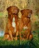 Nova Scotia Duck Tolling Retriever Hund