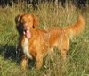 Nova Scotia Duck Tolling Retriever Hund