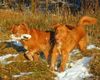 Nova Scotia Duck Tolling Retriever Hund