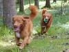 Nova Scotia Duck Tolling Retriever Hund