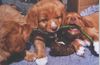 Nova Scotia Duck Tolling Retriever Hund