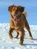 Nova Scotia Duck Tolling Retriever Hund