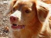 Nova Scotia Duck Tolling Retriever Hund