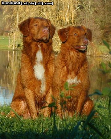 Nova Scotia Duck Tolling Retriever Unda und Neo