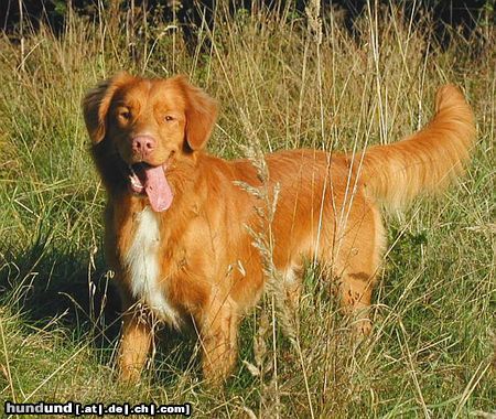 Nova Scotia Duck Tolling Retriever Neo (Copper and Brass's Zifandel)