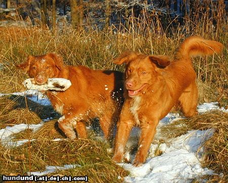 Nova Scotia Duck Tolling Retriever