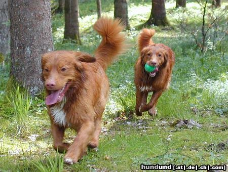 Nova Scotia Duck Tolling Retriever