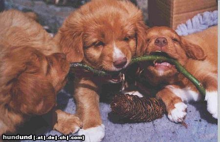 Nova Scotia Duck Tolling Retriever