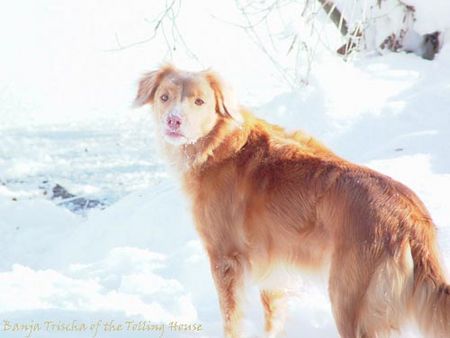 Nova Scotia Duck Tolling Retriever