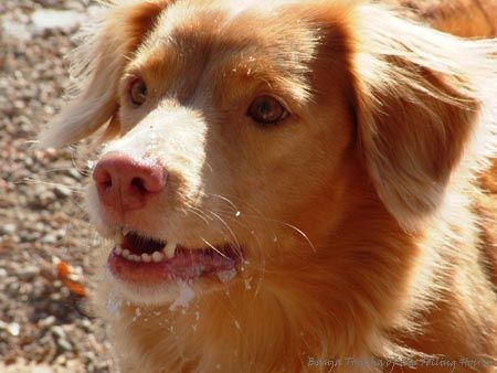 Nova Scotia Duck Tolling Retriever