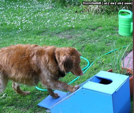 Nova Scotia Duck Tolling Retriever Hunde Foto 11353 Nova Scotia Duck Tolling Retriever Übung macht den Meister