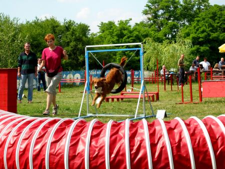 Österreichischer Pinscher Hunde Foto 1854 Österreichischer Pinscher Agility macht unserer Stella großen Spaß!