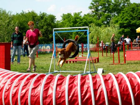 Österreichischer Pinscher Agility macht unserer Stella großen Spaß!